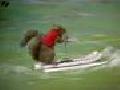 Water-Skiing Squirrel