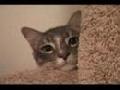 /dcba3c934d-the-cat-tower