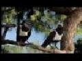 /0040152b26-window-washer-crows-funny-exclusive-ads
