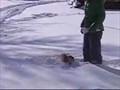 /2290015001-snow-dog