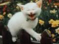 /249377cd8c-lach-cat-laughing