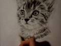 Kitten drawing