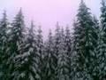Feldberg Wanderung im Schnee (Slideshow)