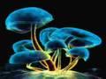 Infected Mushrooms - Acid Killer