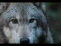 The Wolf is One with the Wild" - Wolf's Rain song