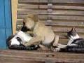 /06b0cb8aac-cat-vs-dog-fight-gato-vs-cachorro-fighting