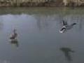 Ducks Landing on Water