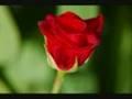 /2e5971f53f-een-rode-roos