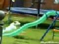 /d6caa5495b-dog-cant-get-up-slide
