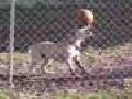 Dog Balances A Ball