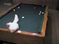 /e2fd9e41c0-funny-chicken-playing-pool-game-egg-pool-extreme-funny