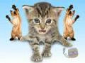 Kitties Singing Joy-Joy-Joy!