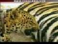/bdbebf9876-funny-animals-videos-02