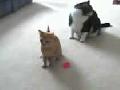Kitty vs. Laser