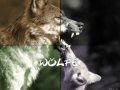 /007b039a02-woelfe-wolves