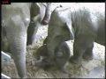 Baby Elephant is born at Antwerp Zoo!