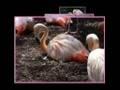 /1da312540c-goombay-dance-band-fly-flamingo