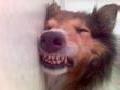 Sessi-dog smiles while sleeping