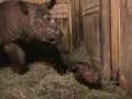 Newborn Rhino