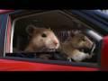 Kia Soul Hamster