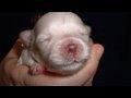 CUTE PUPPIES!!- 2 Weeks Old- Twitching and Eating Solid Food