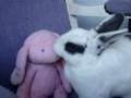 /84b07f0887-rabbit-in-love-hot-chocolate-it-started-with-a-kiss