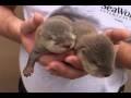 /bc2aded3df-baby-otters
