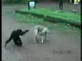 Playful Gibbon teasing a Dog!!!   (MUST SEE!!!)