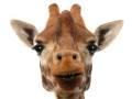 Giraffe - sprechende Tiere