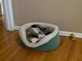 /f0146169f5-english-bulldog-puppy-archie-so-cute-making-his-bed