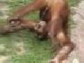 Thirsty orangutan