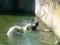 Polar Bears Attack Woman at Zoo