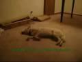 /87d3e2f3ec-bizkit-the-sleep-walking-dog