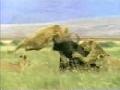 liaon...against wild buffalo...