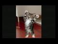 /ce338ec557-worlds-funniest-cats-part2