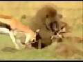 /5a8ea9f3ae-antelope-saves-her-baby-from-baboon