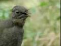 Amazing Lyrebird -Imitations