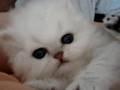 /e6f93af3be-cute-white-kitten