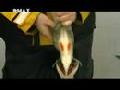 Barschartige Fische in Sekunden Häuten