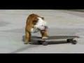 /4e033c5127-skateboarding-dog