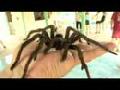 /837f308f22-big-spider-tarantula-on-my-hand