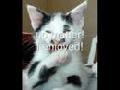 ♥♥♥ Very Funny Cats 1 ♥♥♥
