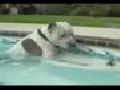 Pitbull And Chicks Swimming In Pool
