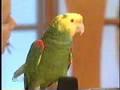 /7ab77836b7-ellen-degeneres-quito-the-parrot