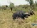 /ea4bd7fe8b-buffalos-attack-lions