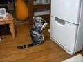 /e37fec299a-cat-tries-to-open-the-fridge