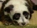 /9447081c42-panda-dog