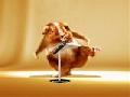 /21fe546c1f-hamster-dance