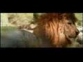 /8a137eaa05-lion-vs-tiger-vs-human-roar