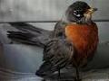/9c1ce7cce1-help-im-caring-for-an-injured-robin